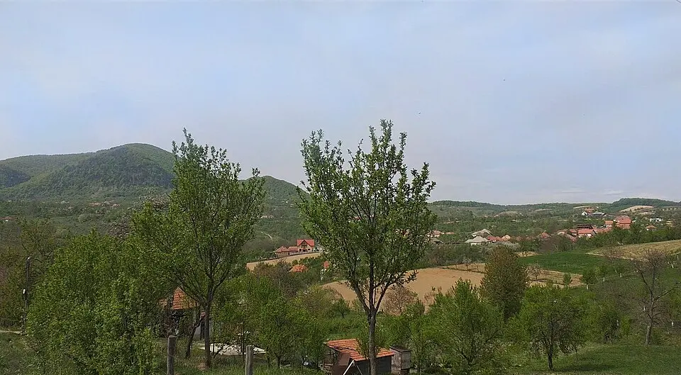 Turț