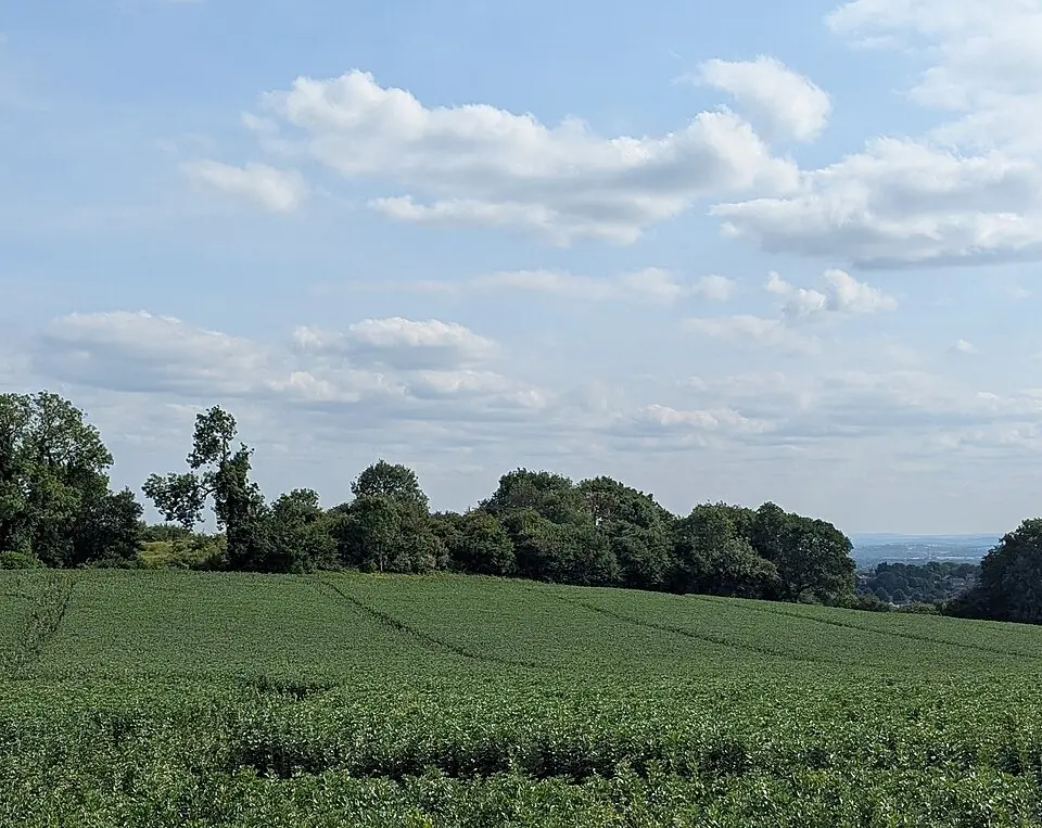 Roach Lime Hills