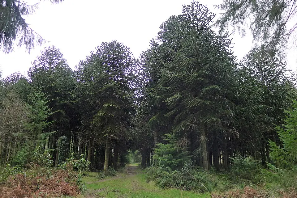 Robin Hood's Bower earthwork enclosure in Southleigh Wood