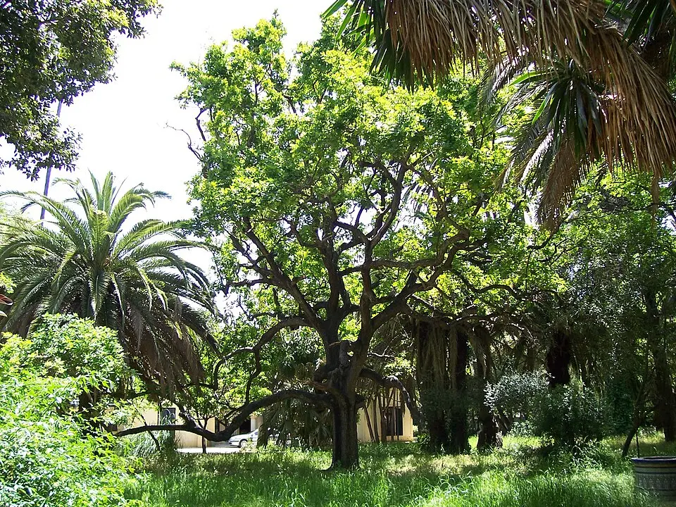 Parque de las Acacias de Algeciras