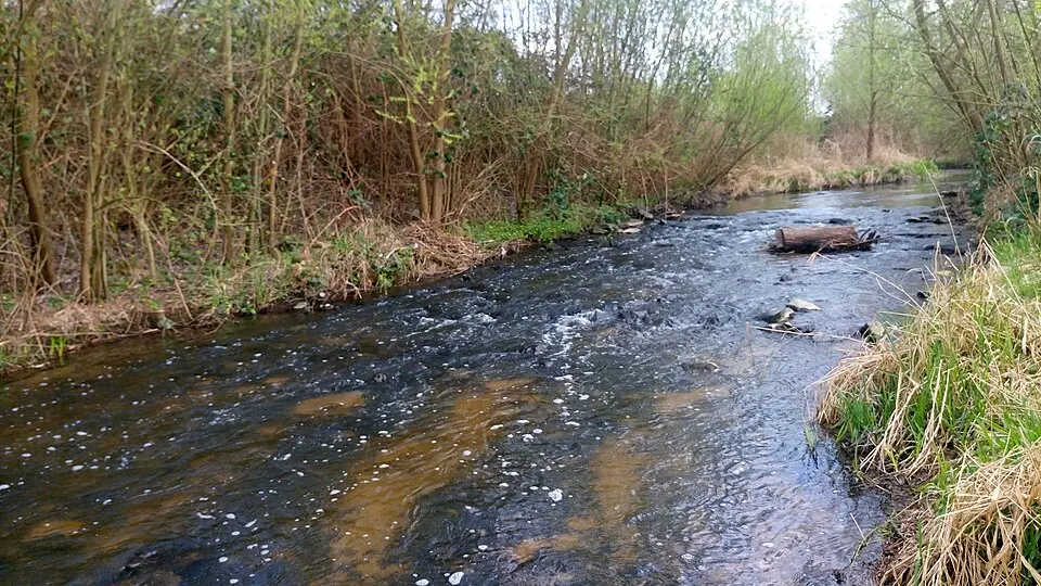 Rodau