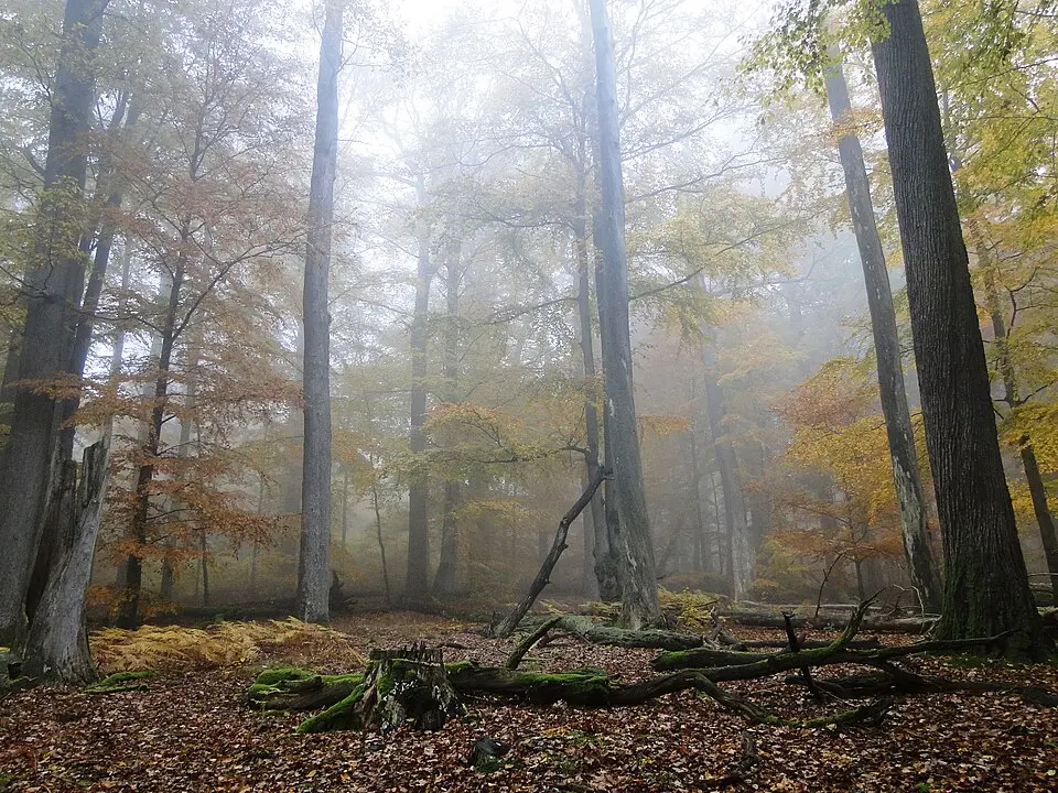 Kép: Drow69 · CC BY-SA 3.0 Spessart