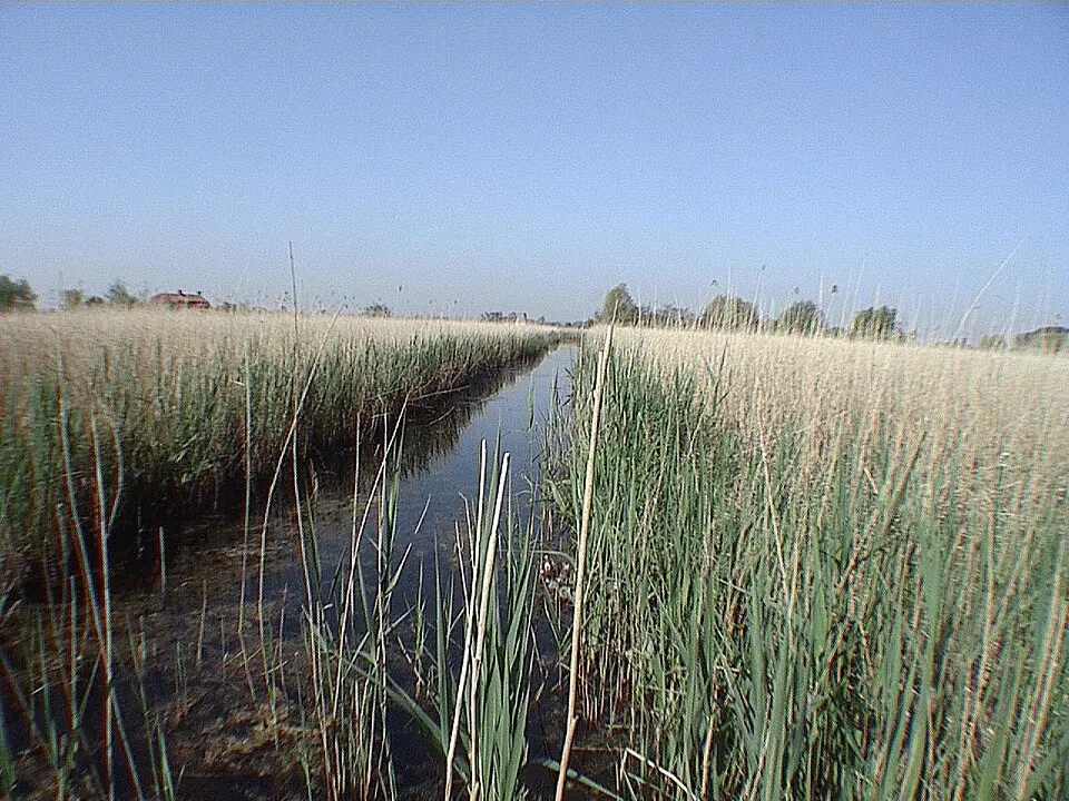 Marais audomarois