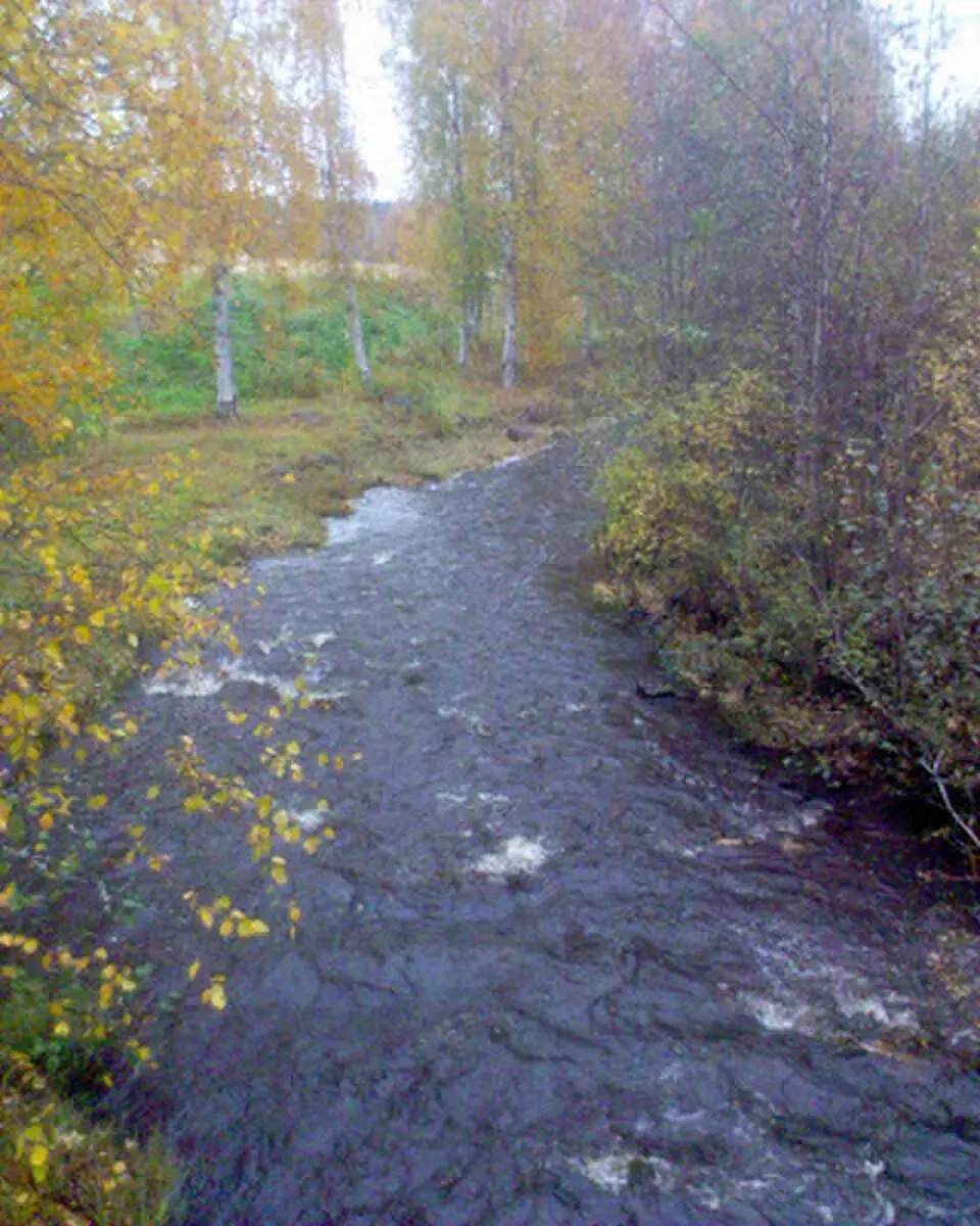 Rosån