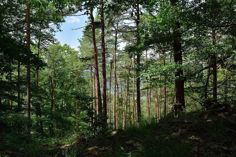 Dunkelsteinerwald