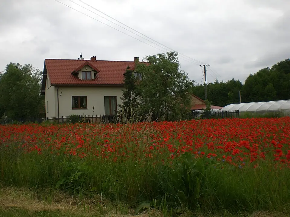 Rostki