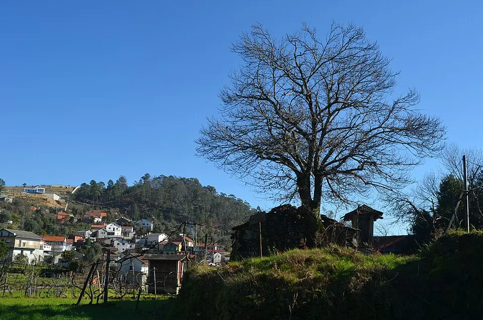 Arões