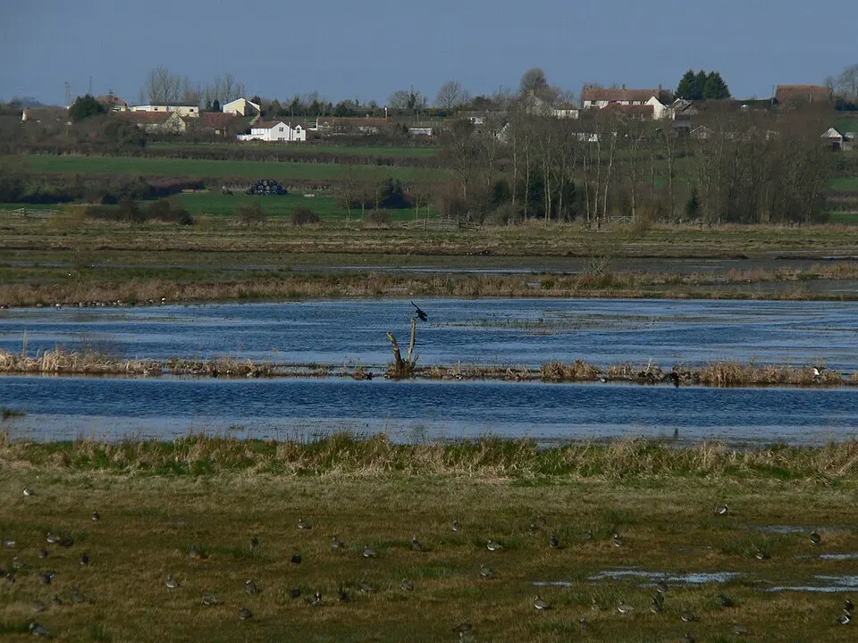 West Sedgemoor RSPB reserve