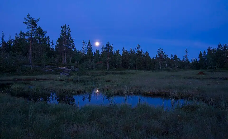 Rundkollen naturreservat
