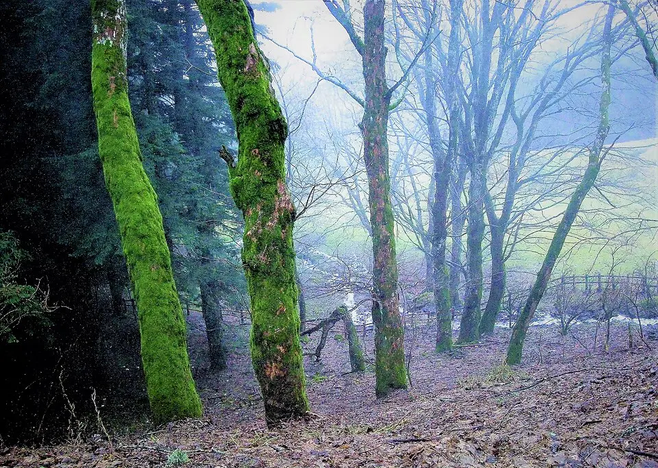 Naturschutzgebiet Camaldoli
