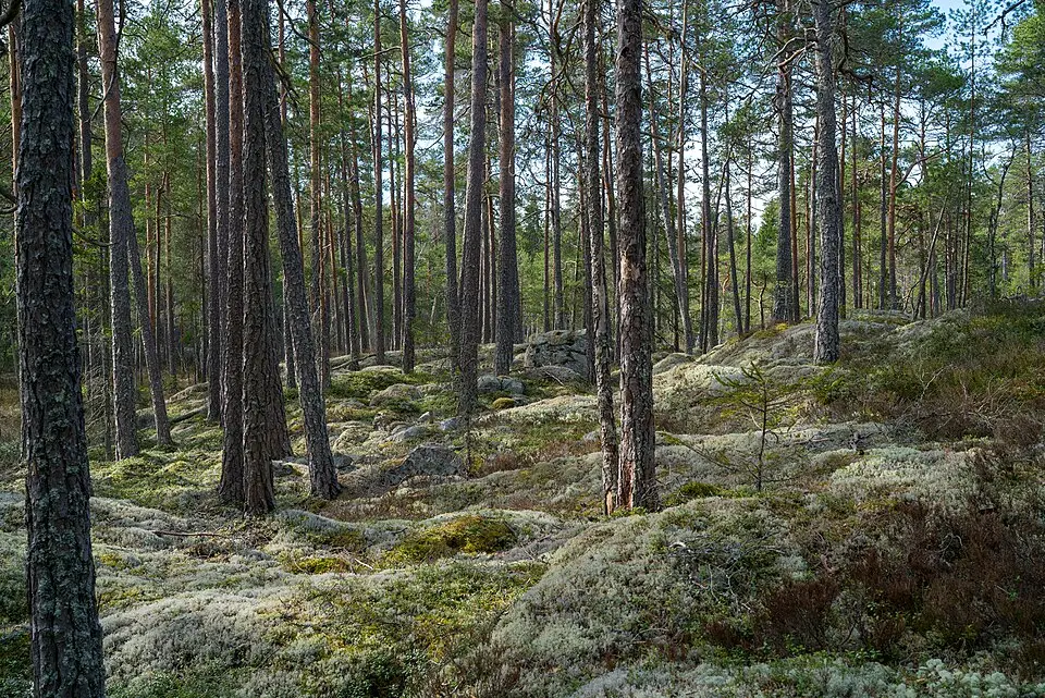 Ruthagsskogen