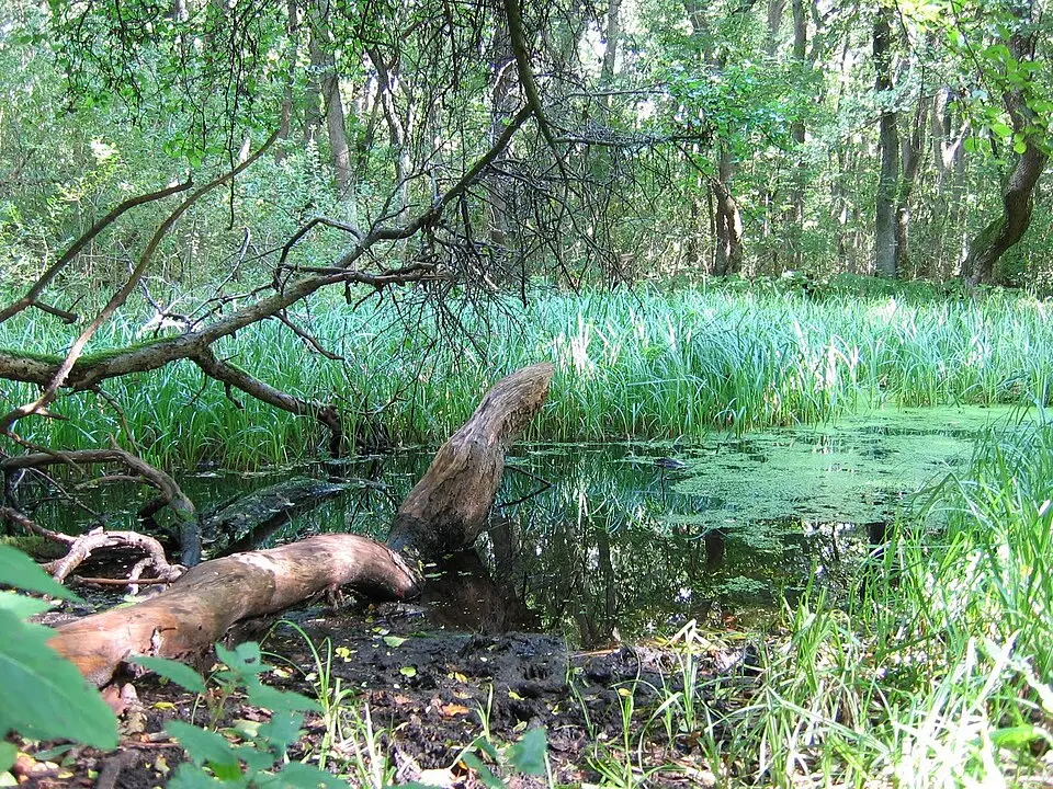 Rya skog