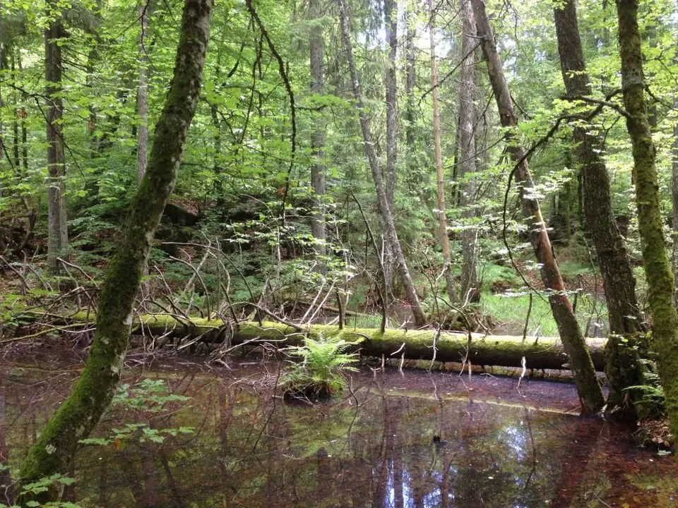 Ryggsåsen naturreservat