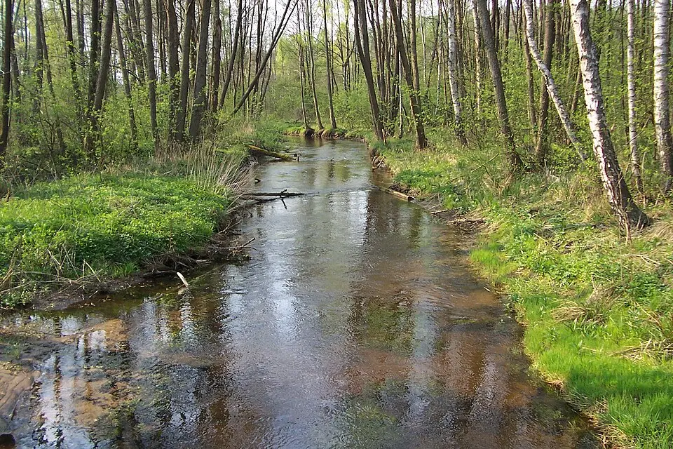 Grabowa (dopływ Wieprzy)
