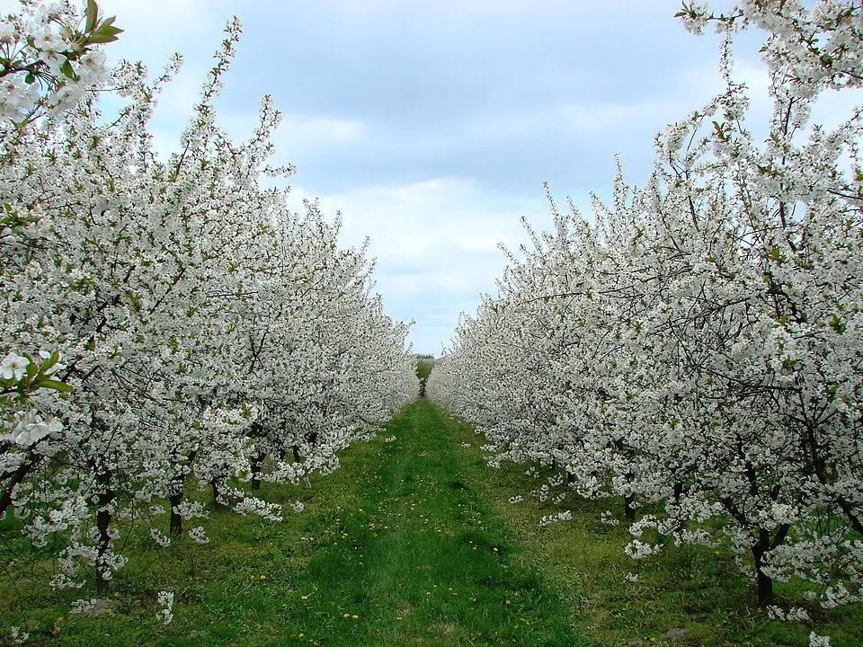 Piaseczno