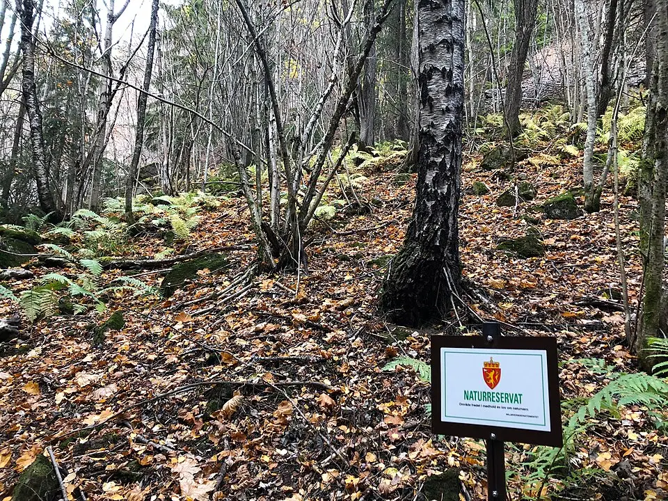 Furuåsen og Hagahogget