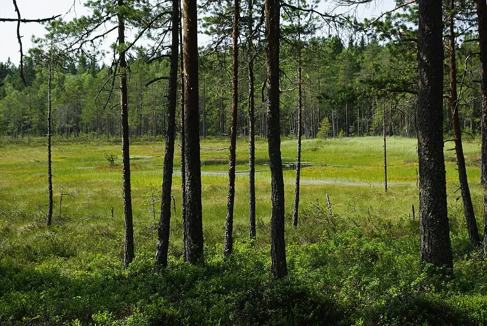 Sakkhusmåsan naturreservat