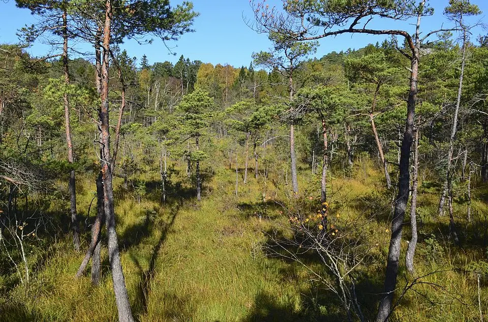 Askvikmyra naturreservat