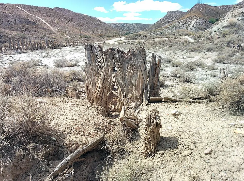 Salinas Espartinas