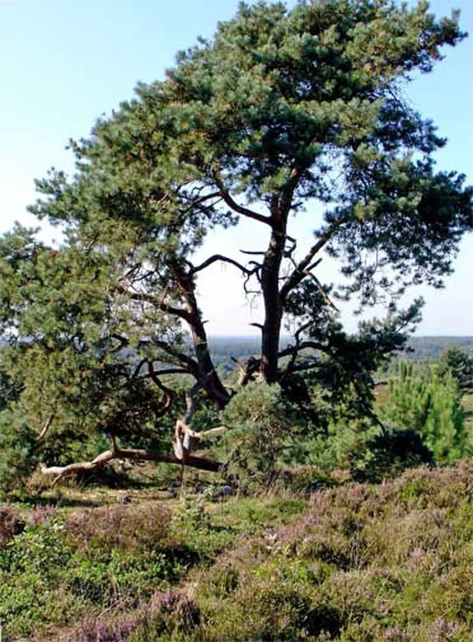 Holterberg