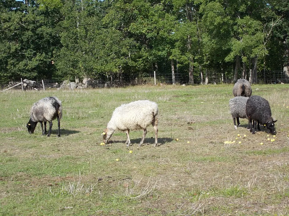 Salmbärshagen