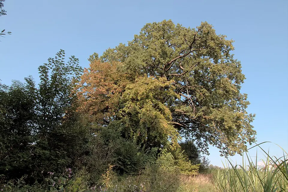 Eichen am Gaglhamerweg