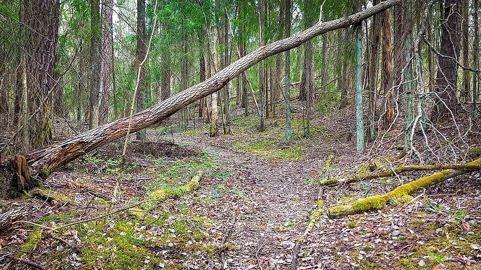 Aspenstorps naturreservat