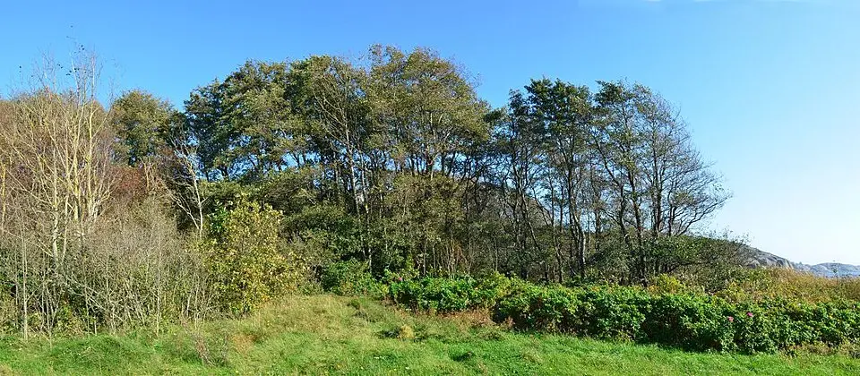 Sandvikbukta plantefredningsområde