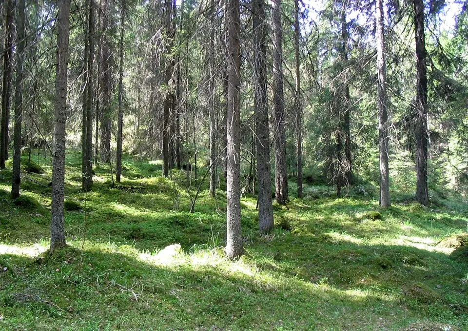 Liesjärven kansallispuisto