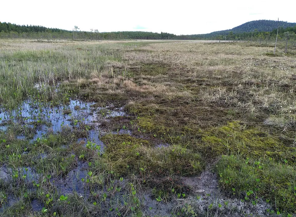 Sälsflotten