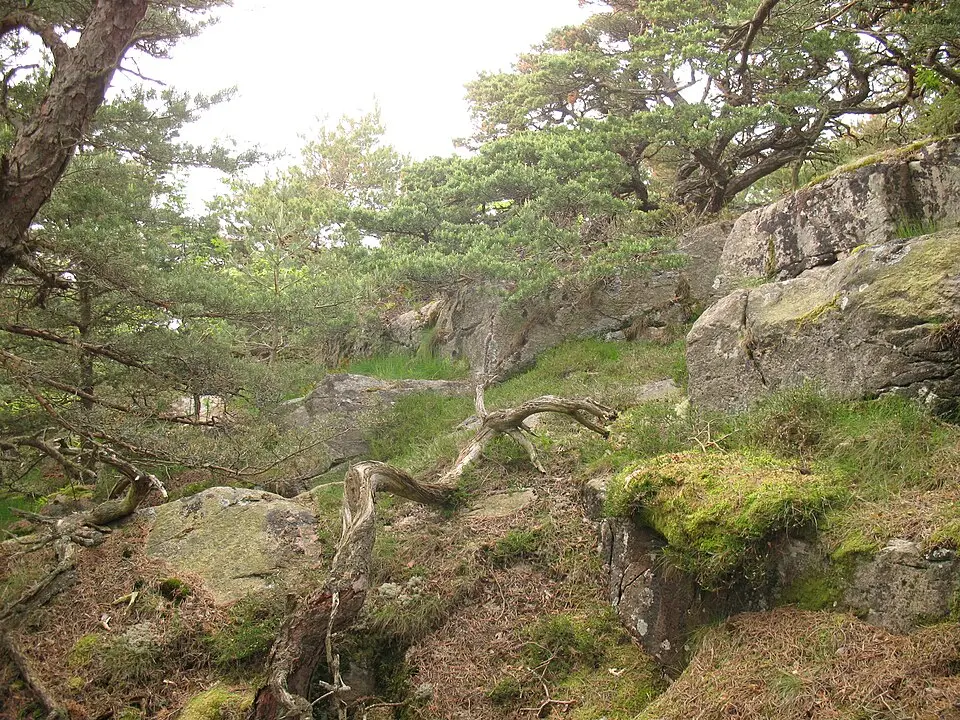 Särö västerskog