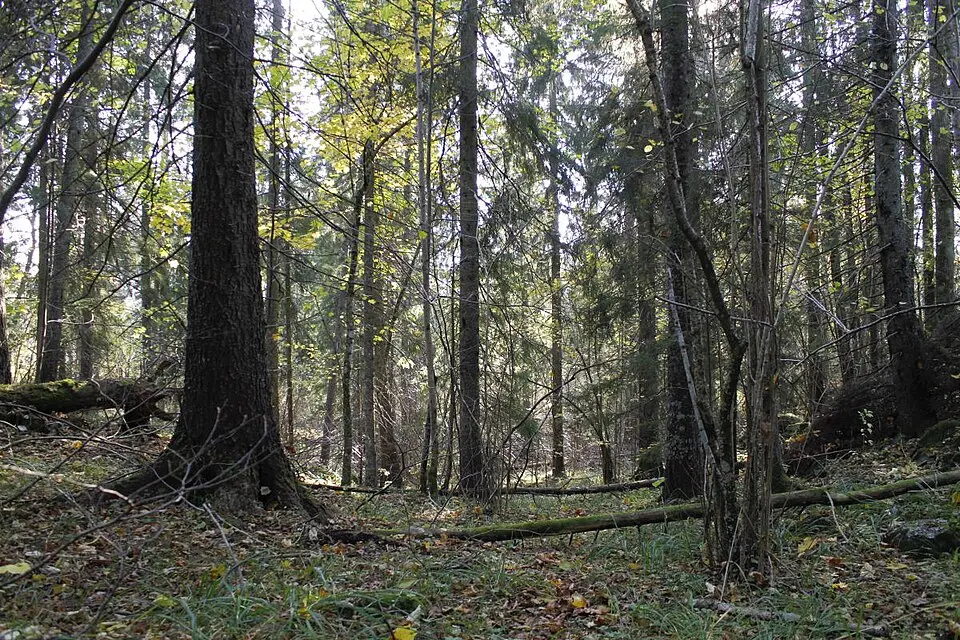 Sæteråsen naturreservat