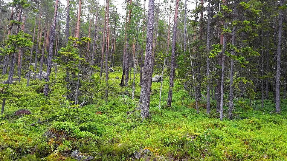 Sör-Stormyrliden