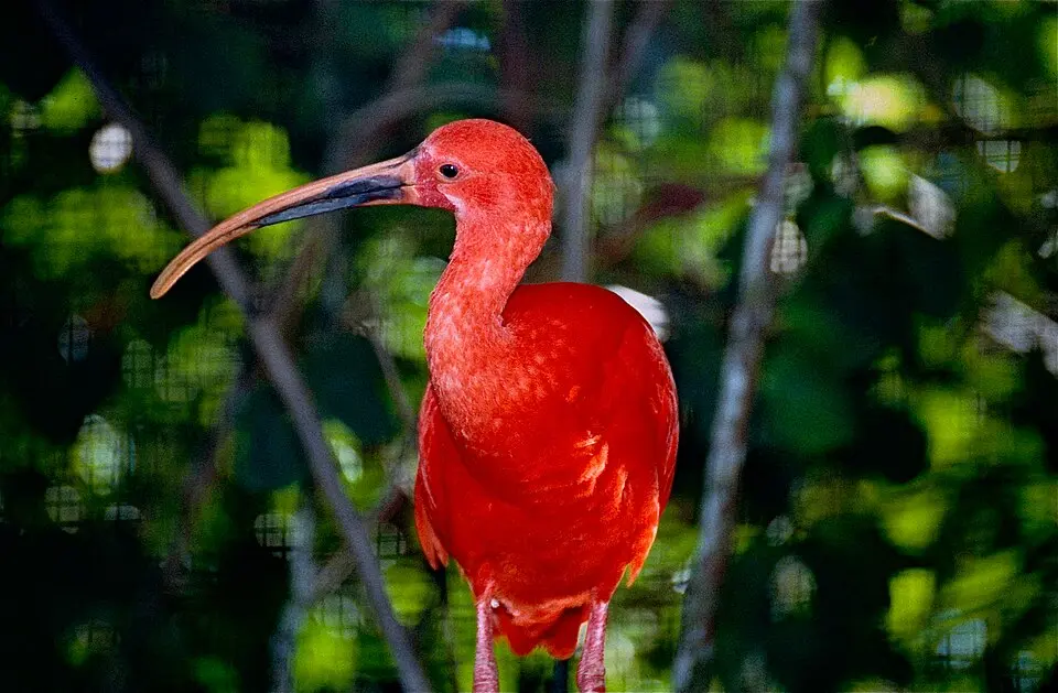 zoo de Guyane