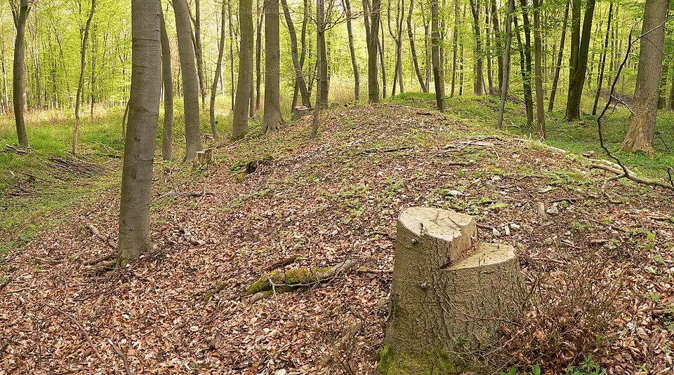 Schalksburg (Oderwald)