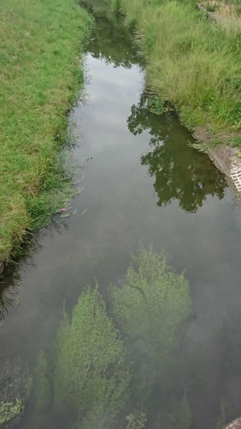 Scherkonde