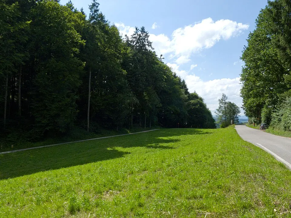 Grauholz