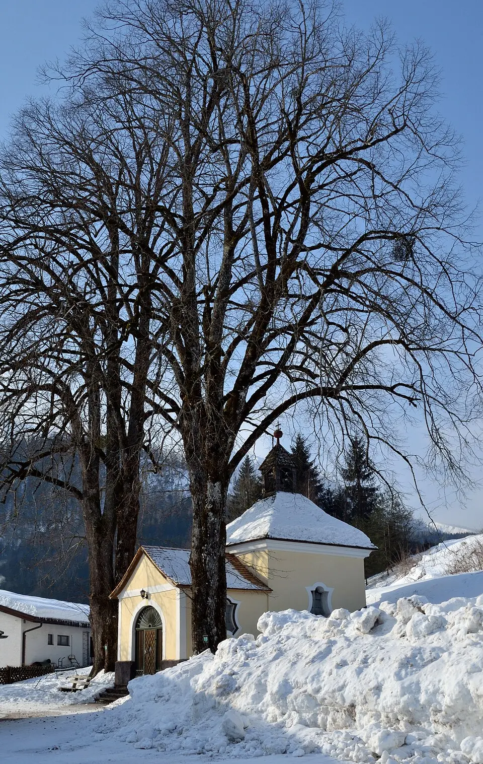 Zwei Sommerlinden bei der Schule von Roßleithen