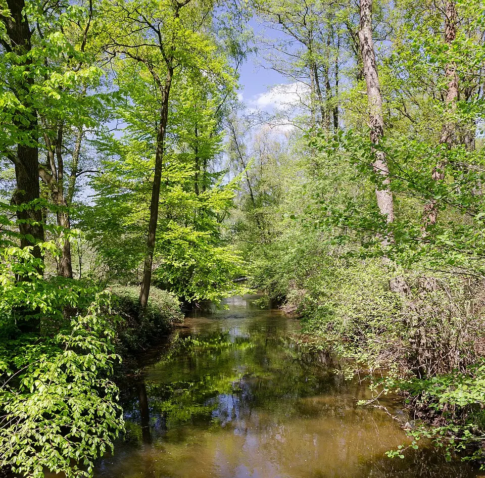 Swalm