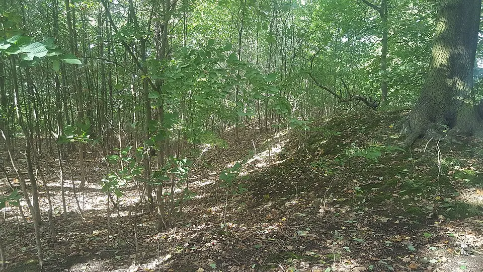 Roman Ridge: section 140yds (130m) long in Dyson's Plantation