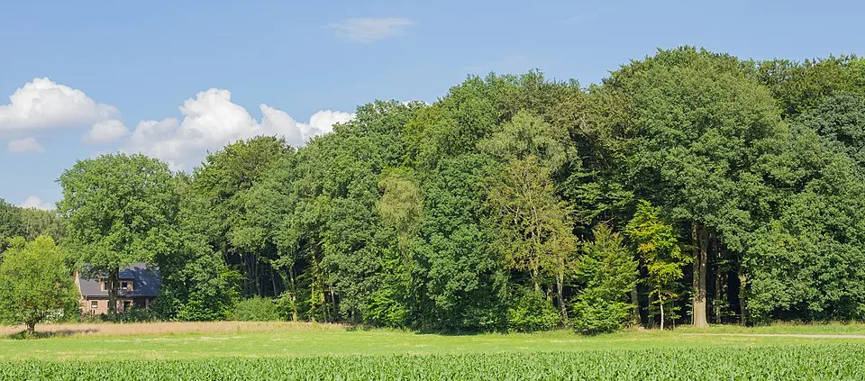 Schachsel