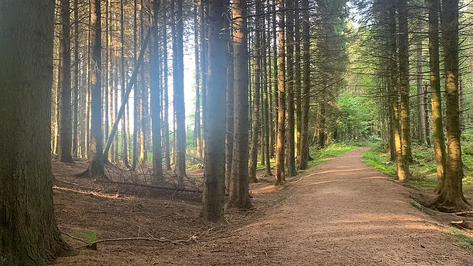 Bohill Forest