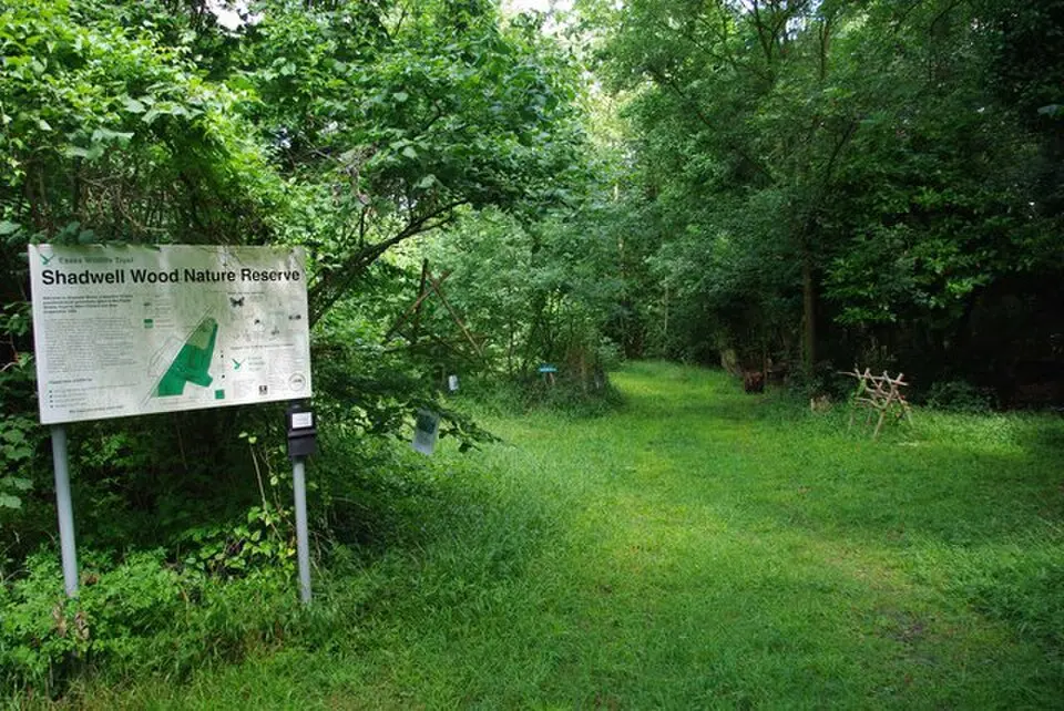 Hales and Shadwell Woods