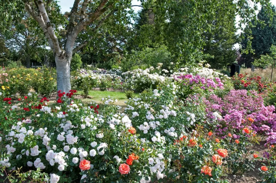 Royal National Rose Society Gardens