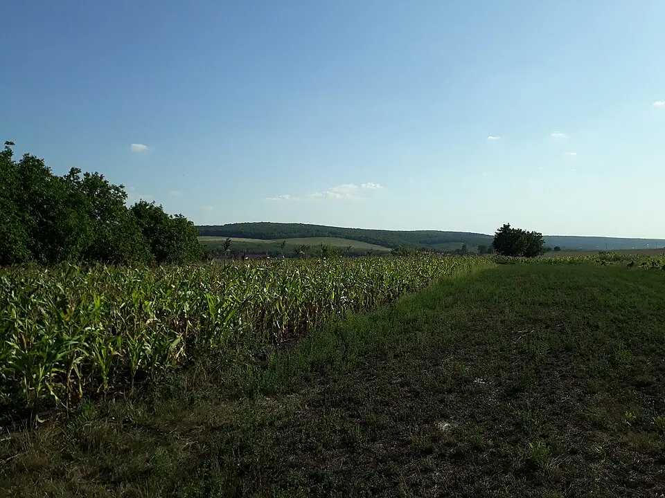 Brănești XVII settlement
