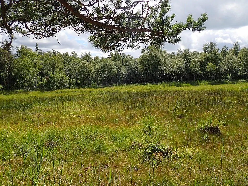 Sjöängens naturreservat