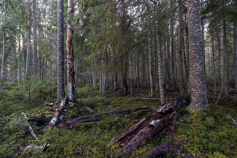 Sjömossen-Svinasjön