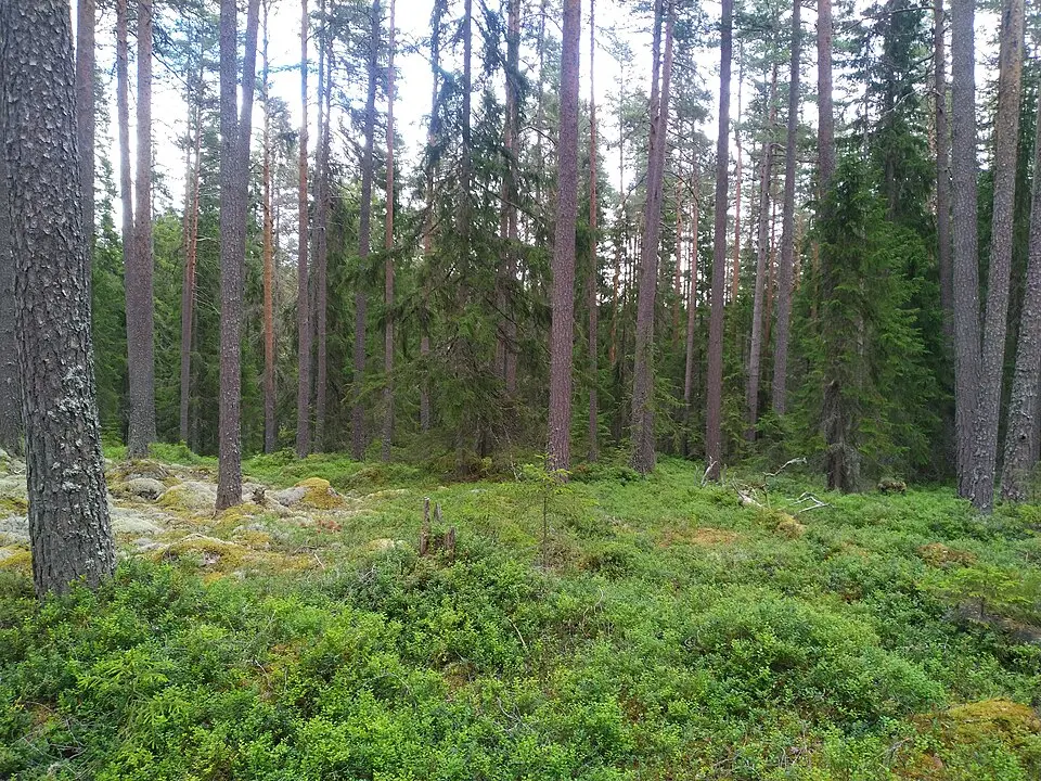 Skärklacken