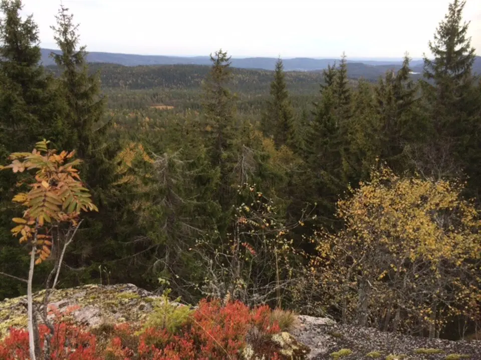 Skinnskattberget