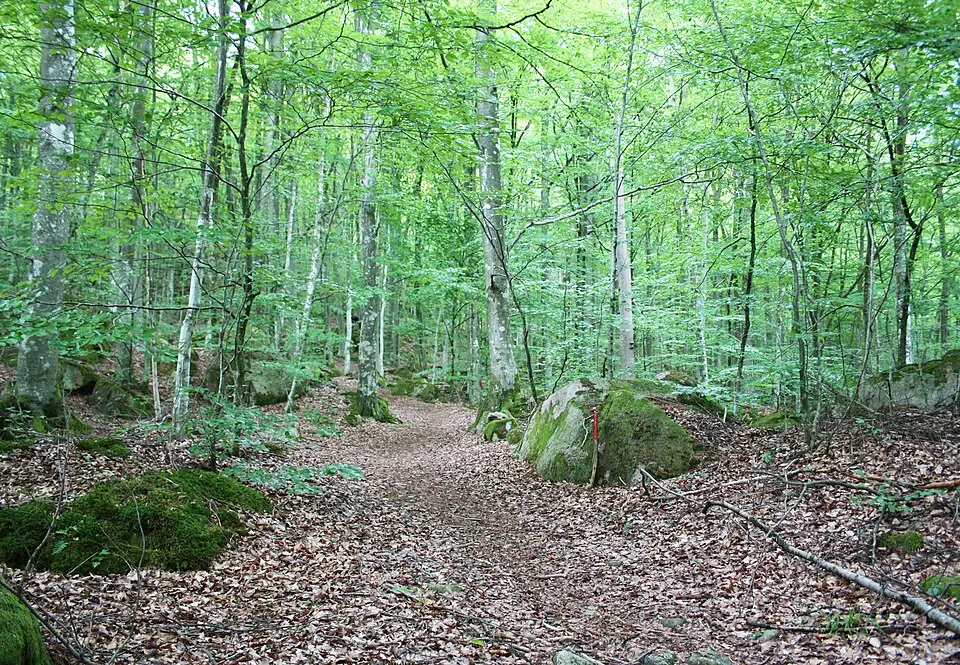 Skinsagylet naturreservat